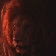 Let Me Remember This - Lion: friend or foe?
